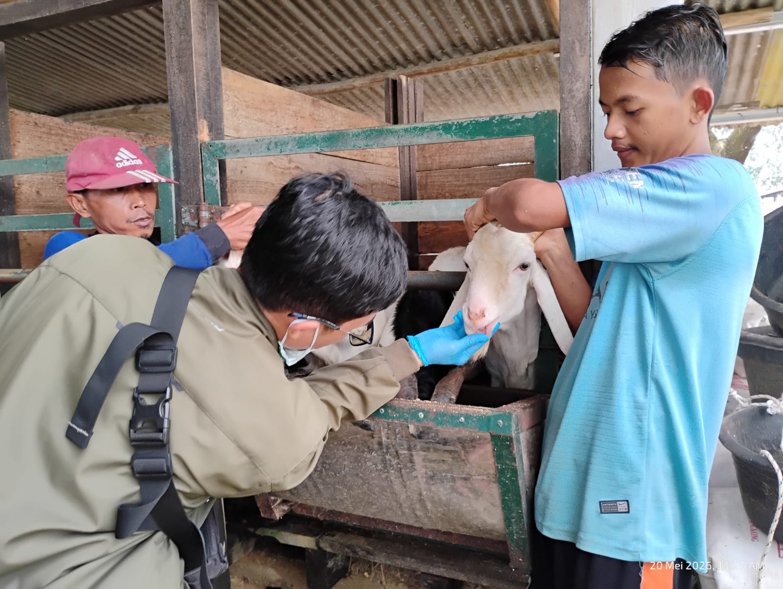 Kawal Keamanan Daging Kurban, DKP3 Majalengka Terjunkan Petugas ke 26 Kecamatan